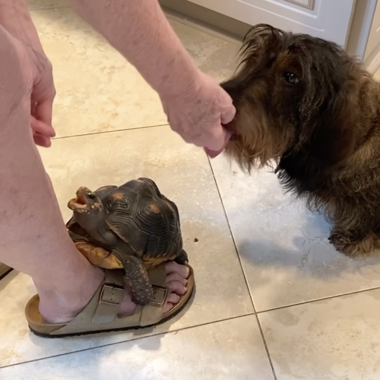 tortoise dachshund best friends