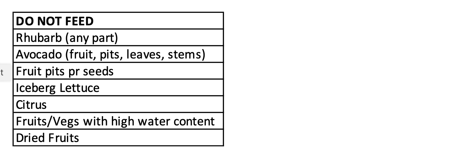 Redfoot Tortoise CaPh Oxalates 4