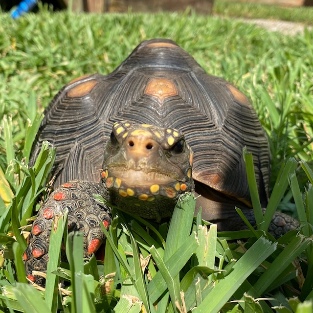Redfoot tortoise on the lawn