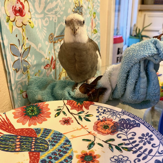 Cockatiel empty plate