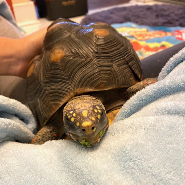 pet redfoot tortoise