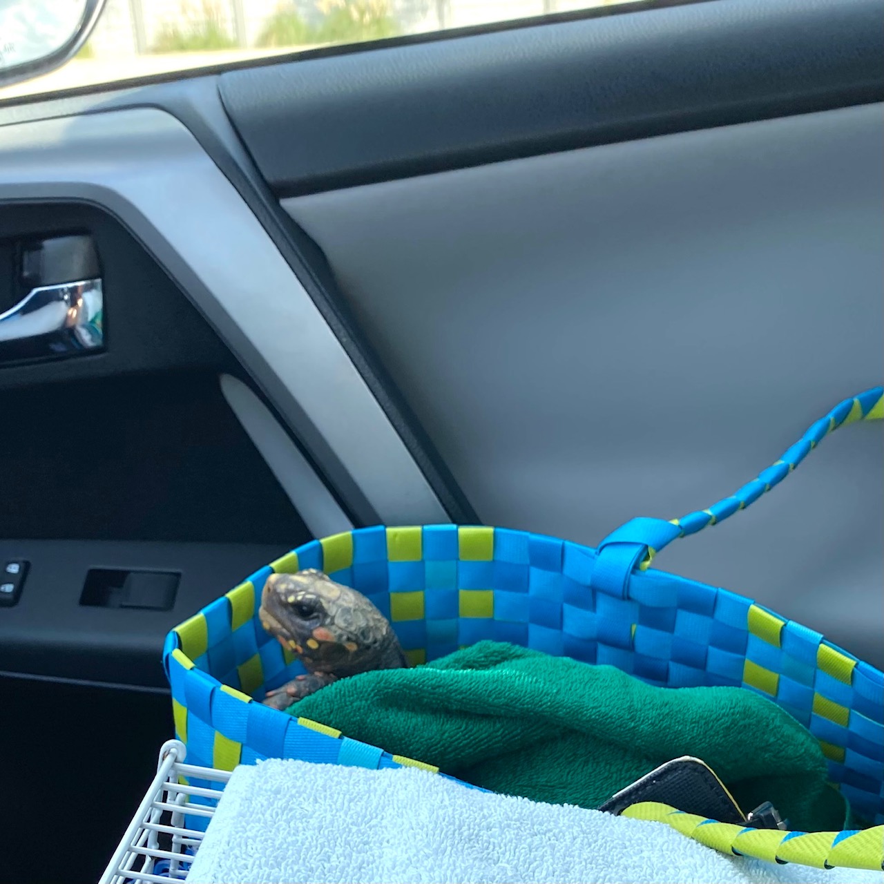 tortoise in car carrier