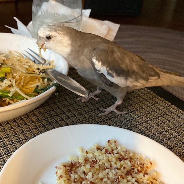 Cockatiel eats plate of pasta
