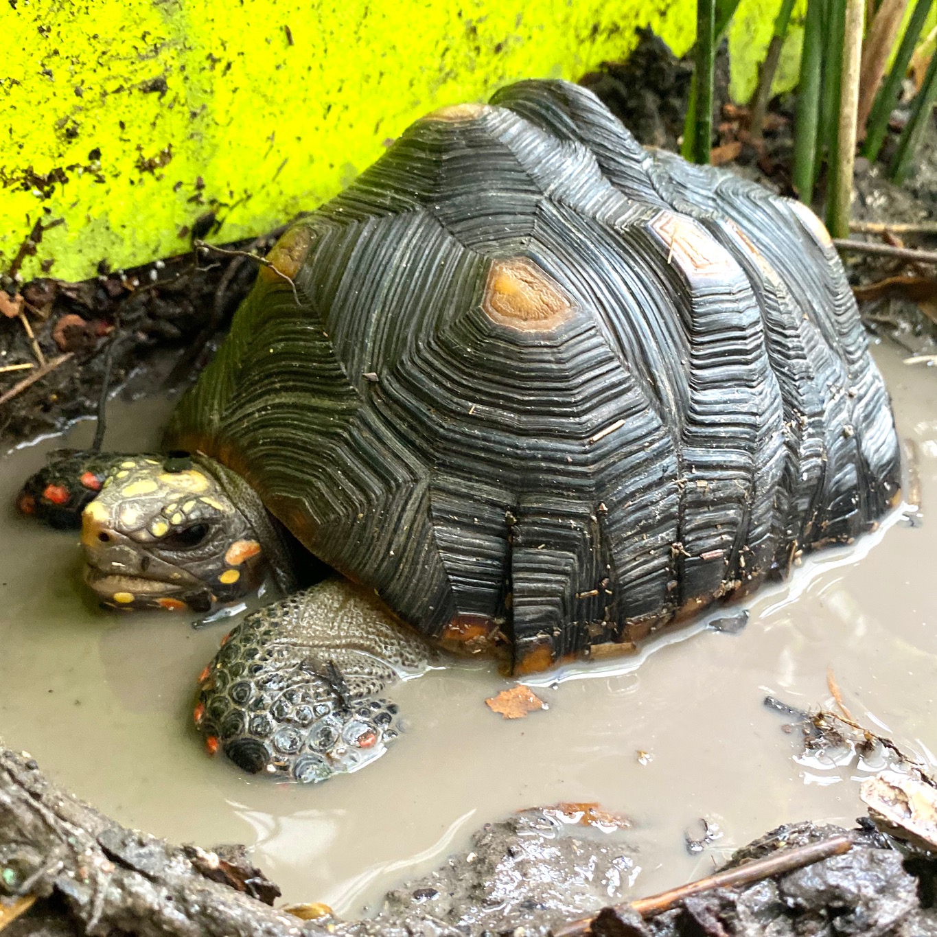 tortoise takes a mud bath