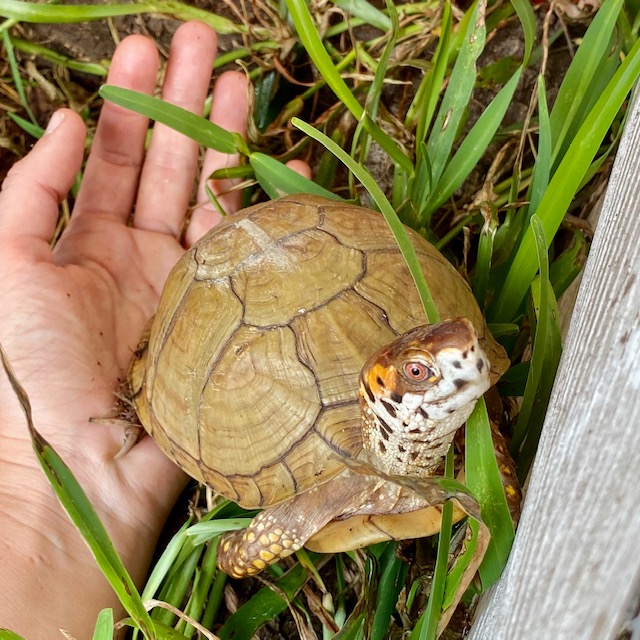Box turtle stands on hand