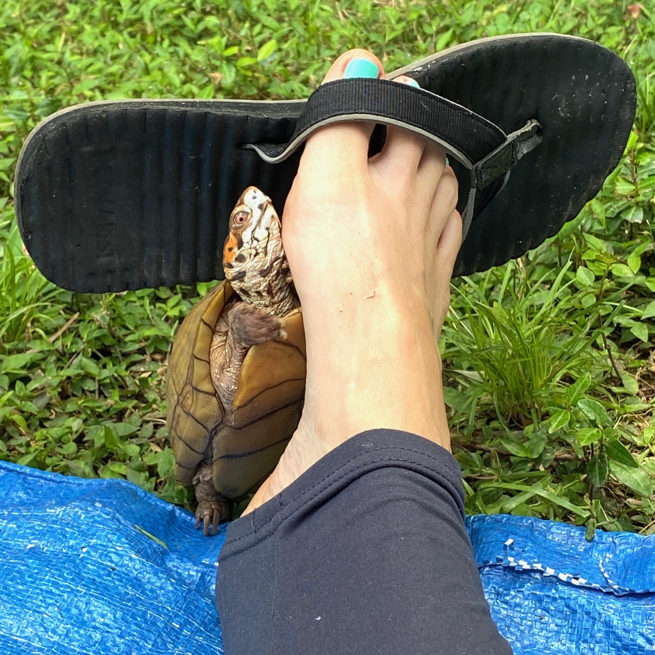 box turtle with sandal