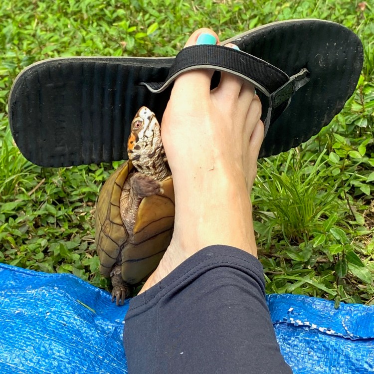 box turtle with sandal