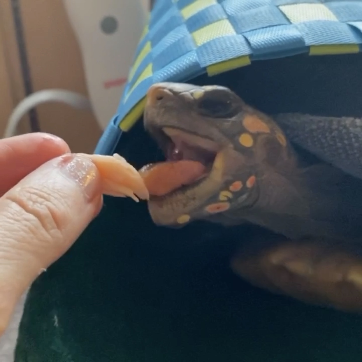 redfoot tortoise eats salmon