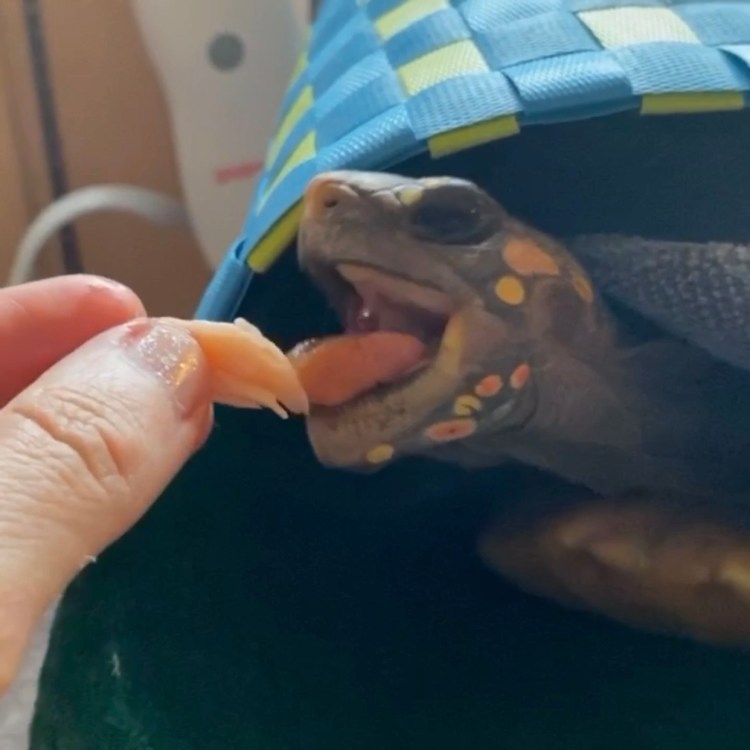 redfoot tortoise eats salmon