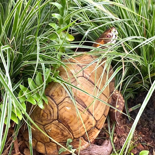 box turtle sits in ferns
