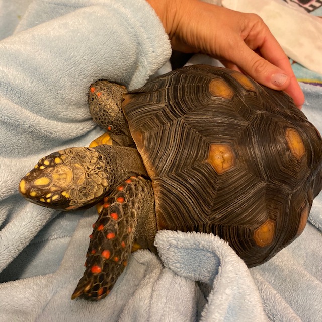 tortoise cuddles on mama's lap
