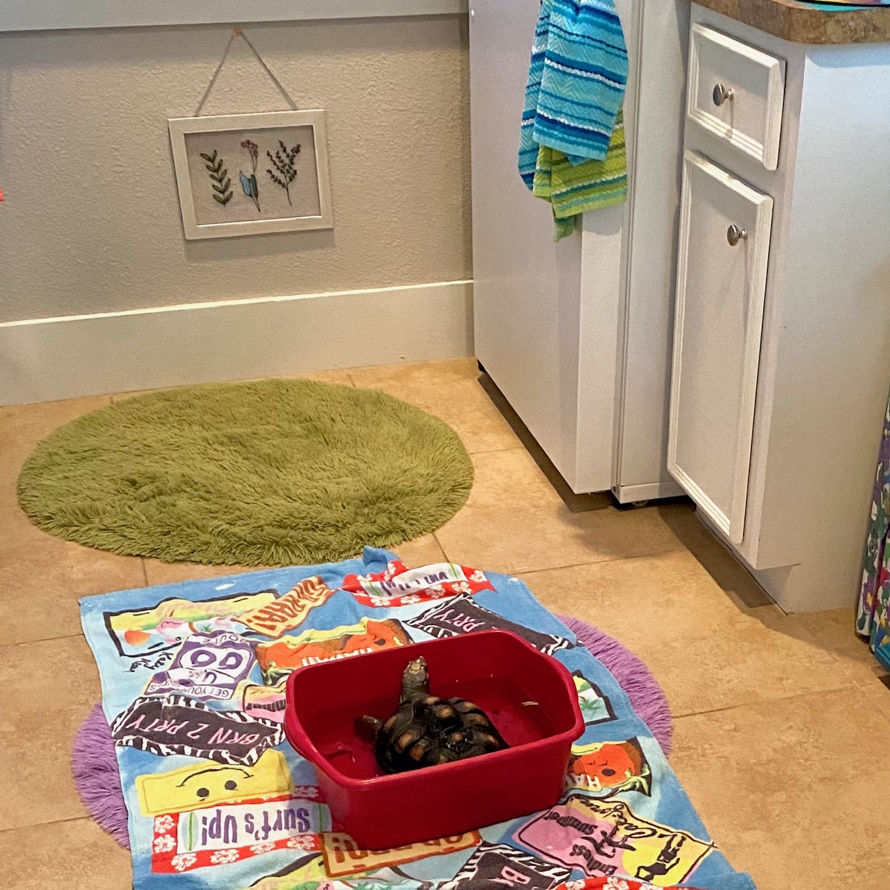 redfoot tortoise in bath