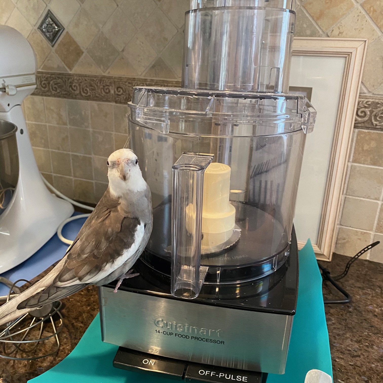 cockatiel sits on cuisinart