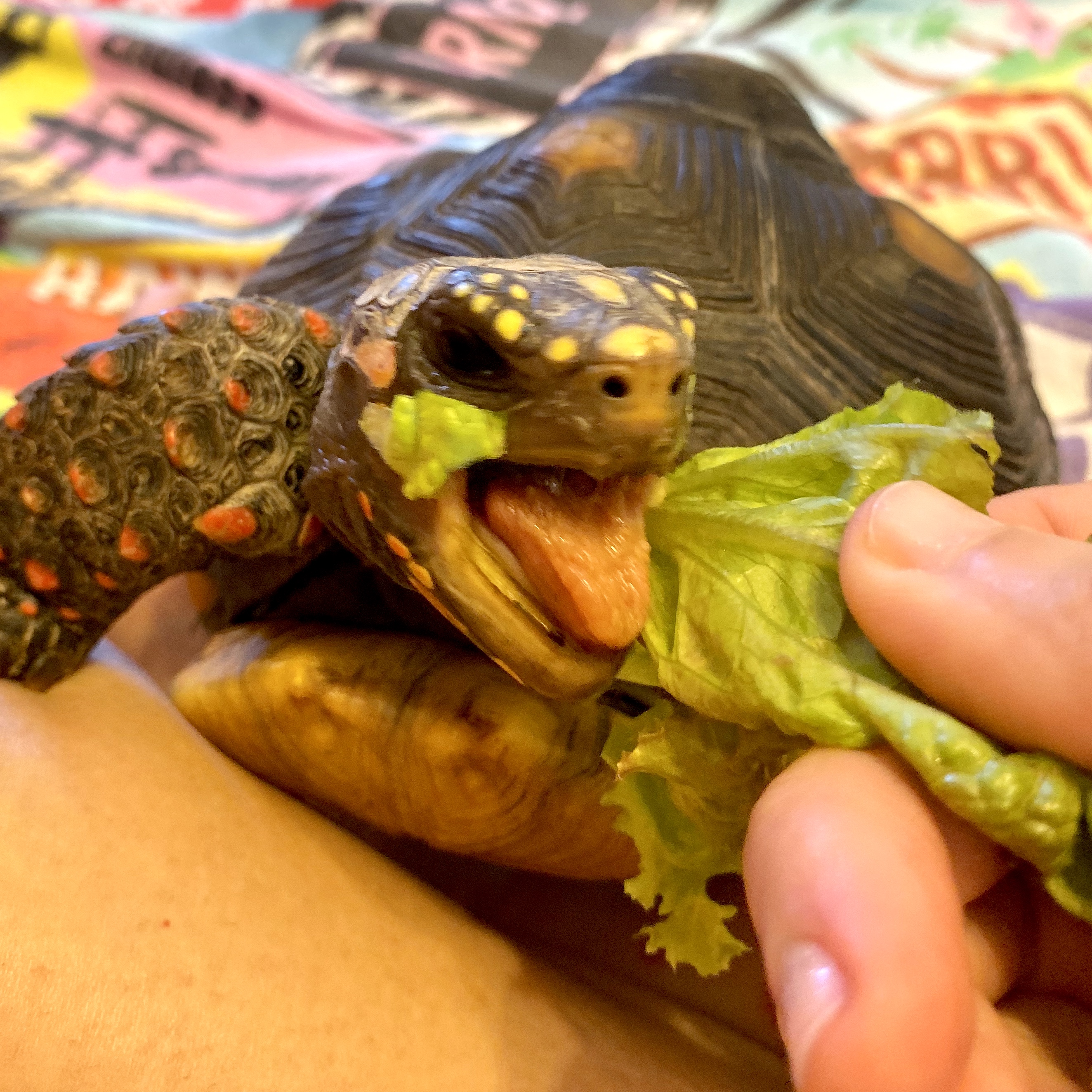 redfoot tortoise eats lettuce