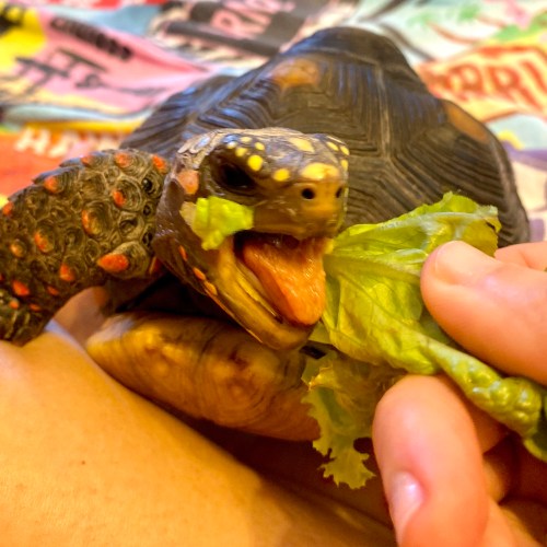 redfoot tortoise eats lettuce