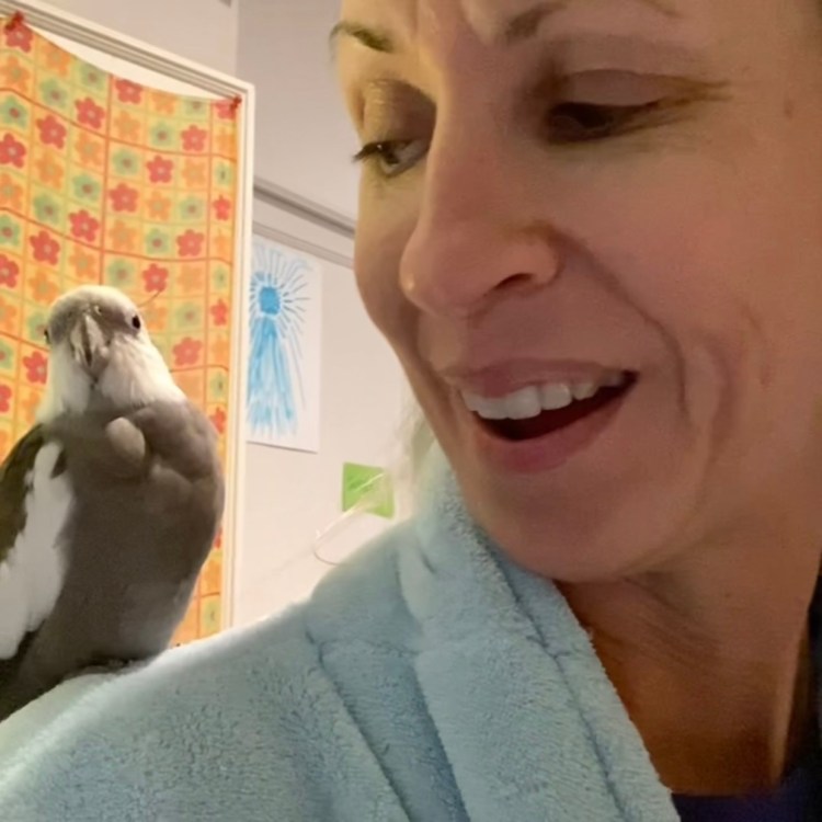 cockatiel sits on shoulder