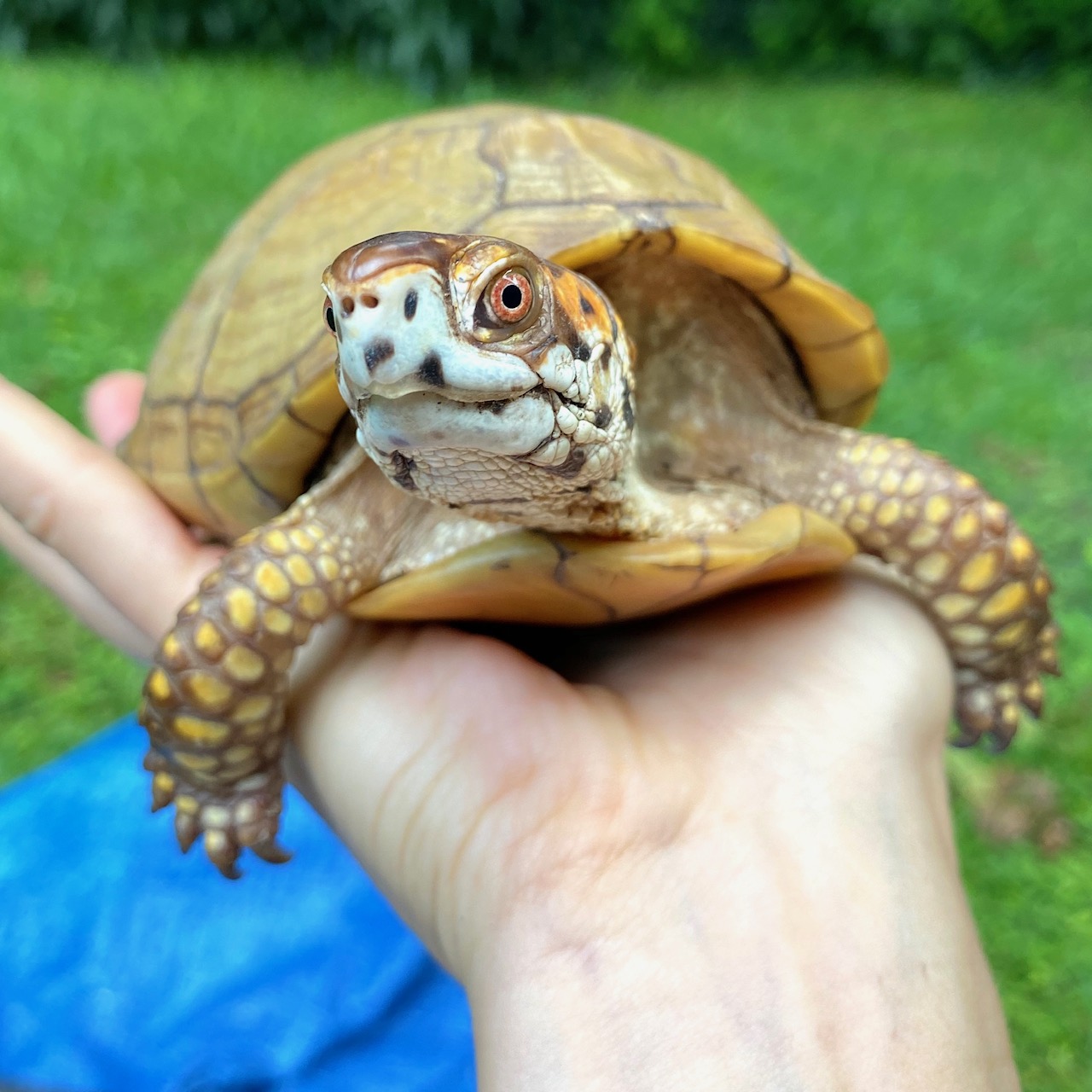 box turtle in rescue mama's hand