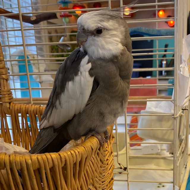 Cockatiel perches on basket of wicker