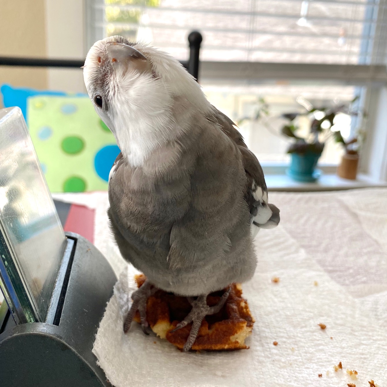 cockatiel sits on waffle