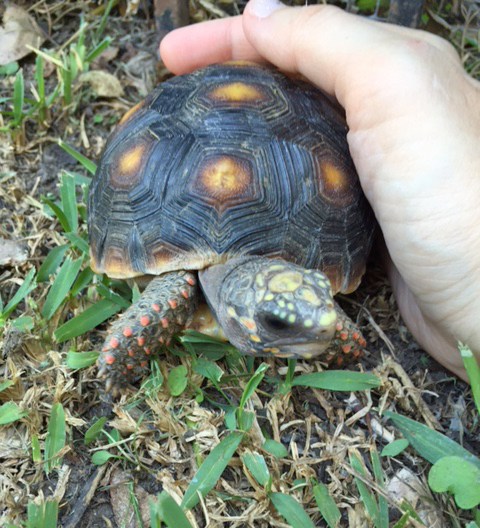 redfoot tortoise hatchling