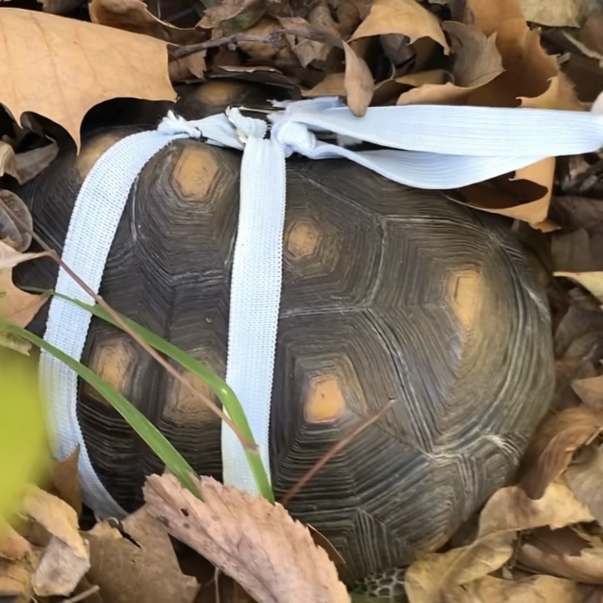 tortoise hiding in leaves