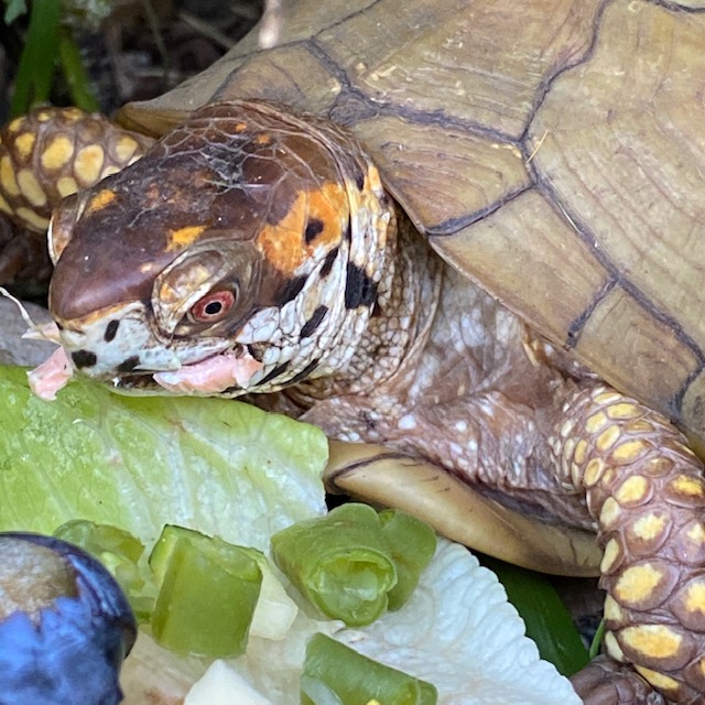 box turtle rescue eats salmon