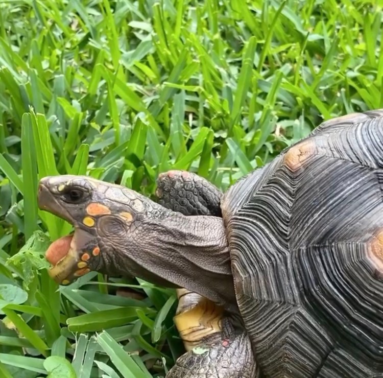 redfoot tortoise eats grass