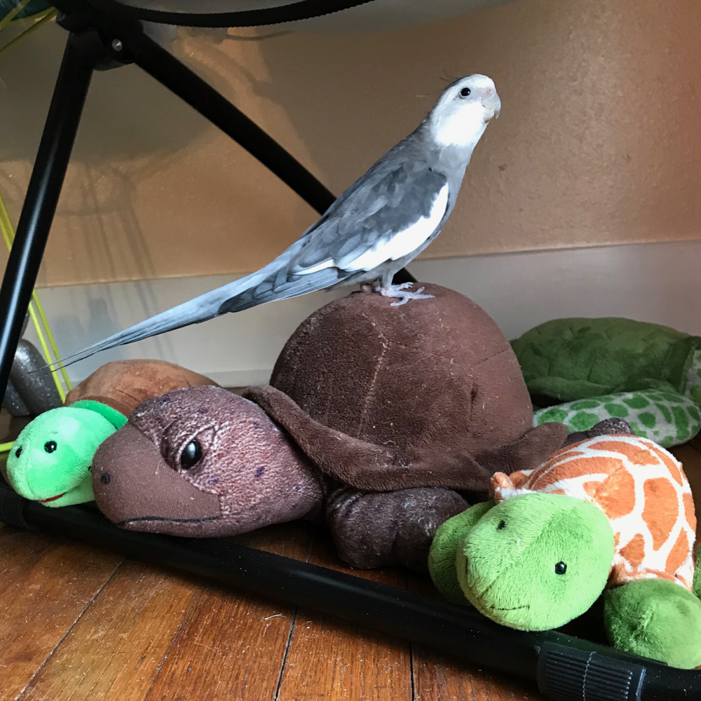 Cockatiel with turtles
