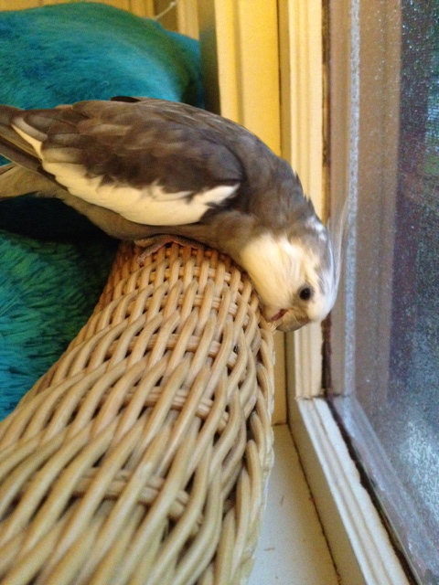 cockatiel chews wicker