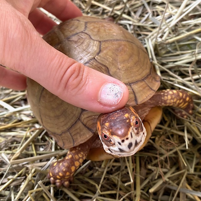 box turtle head pats