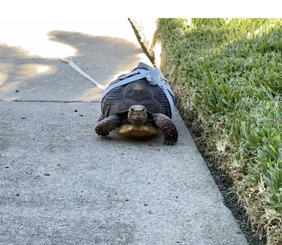 redfoot tortoise leash