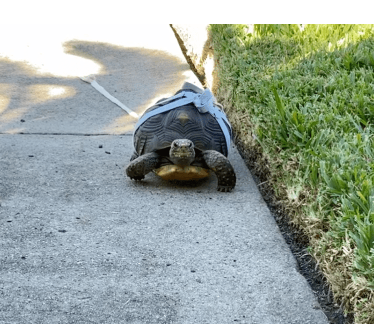redfoot tortoise leash