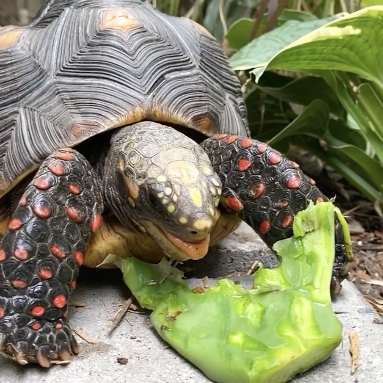 redfoot tortoise eats opuntia