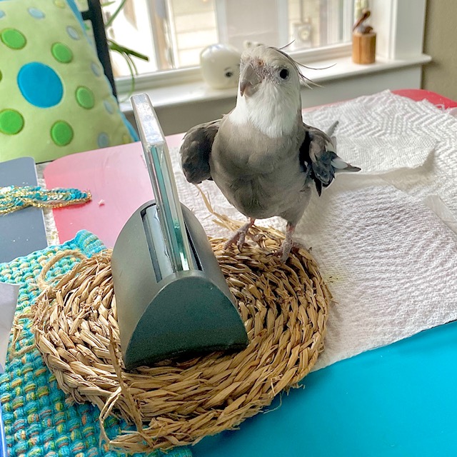 cockatiel heart shaped wings