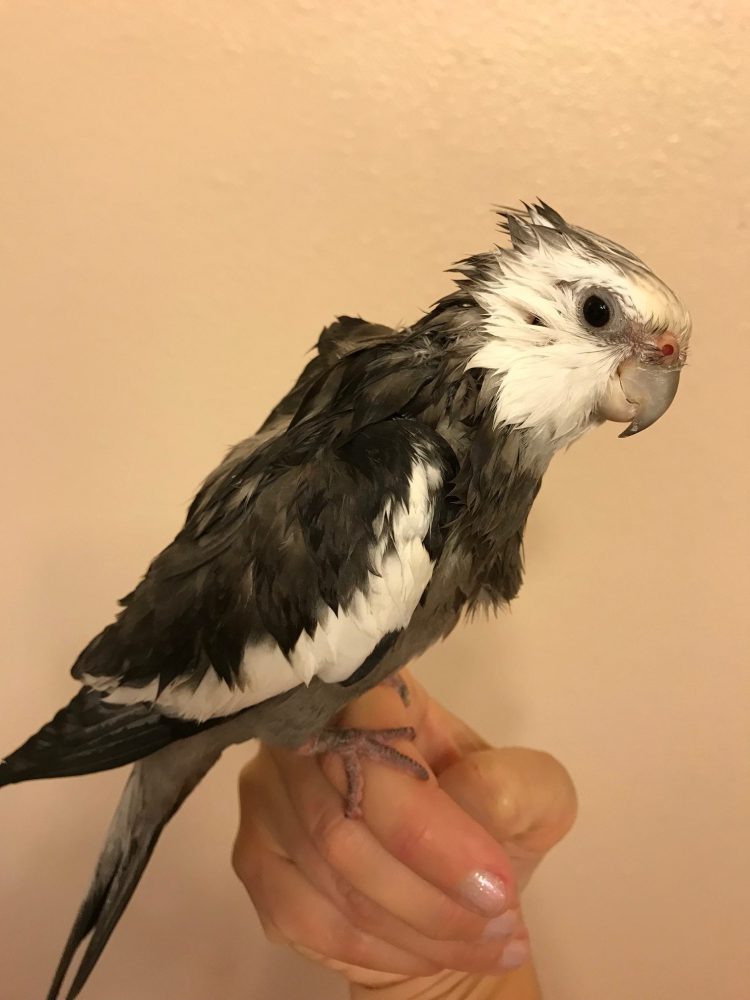 Wet Cockatiel