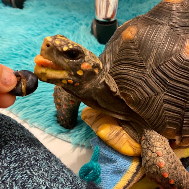 redfoot tortoise eats blueberry