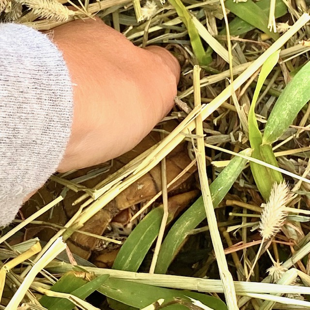 box turtle hibernates in hay