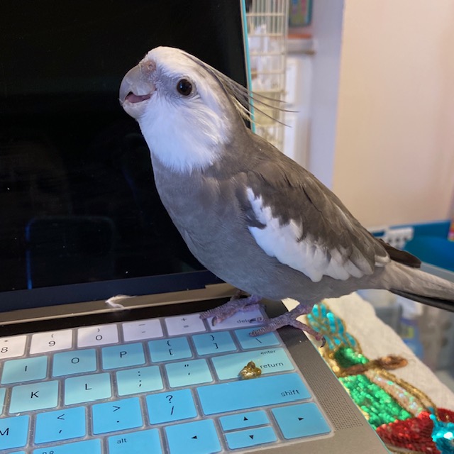 cockatiel sits on laptop