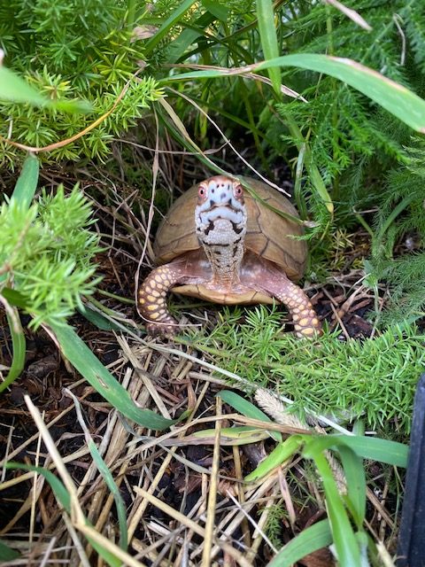 box turtle staring