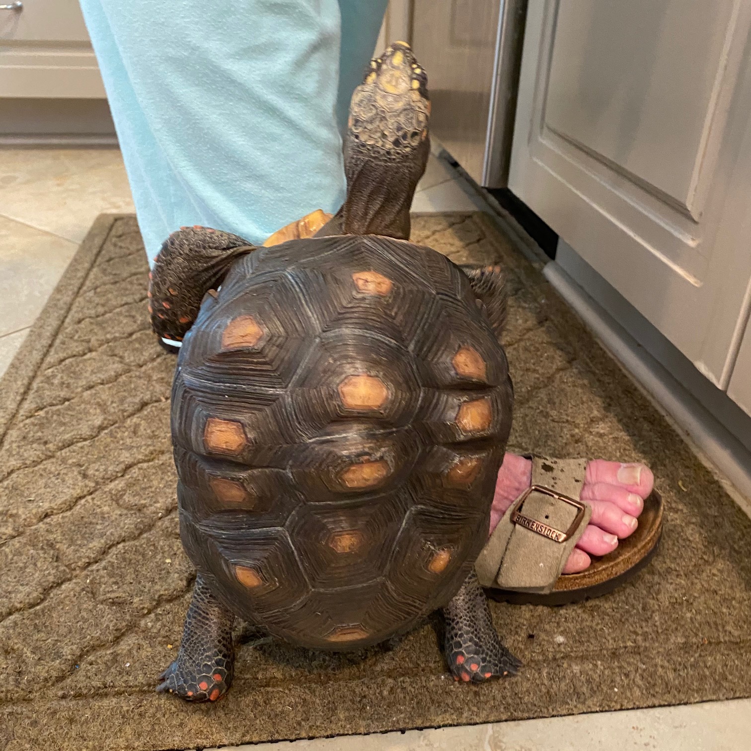 redfoot tortoise stands on hind legs