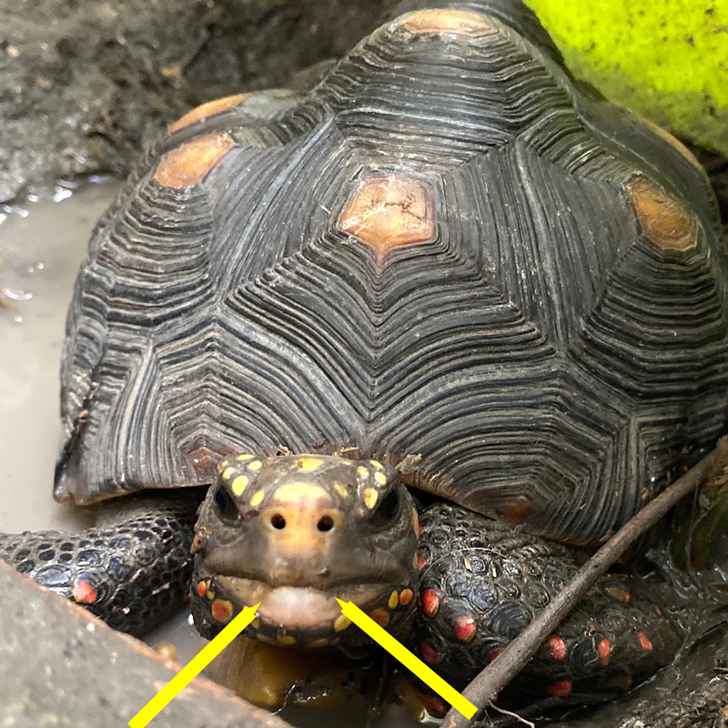 redfoot tortoise with fangs