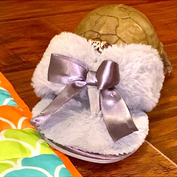 box turtle sits in slipper