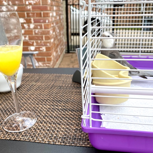 cockatiel with a cocktail
