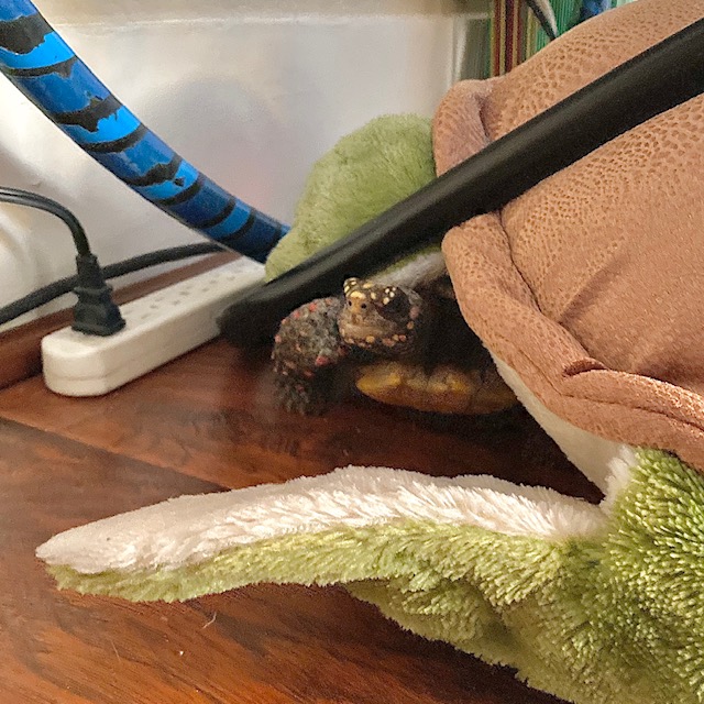 tortoise cuddles with sea turtle toy