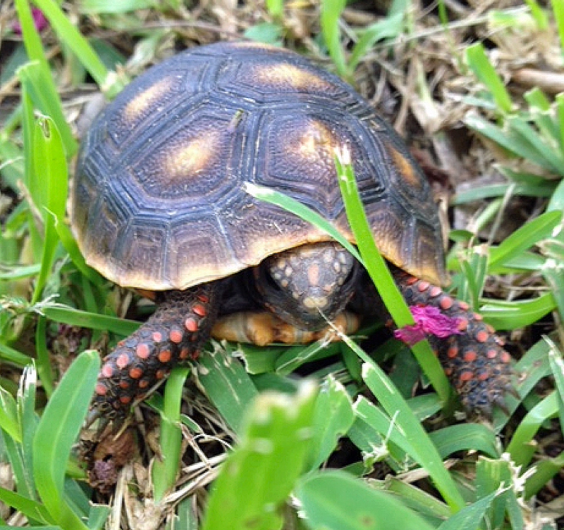 Malti redfoot tortoise hatchling grass