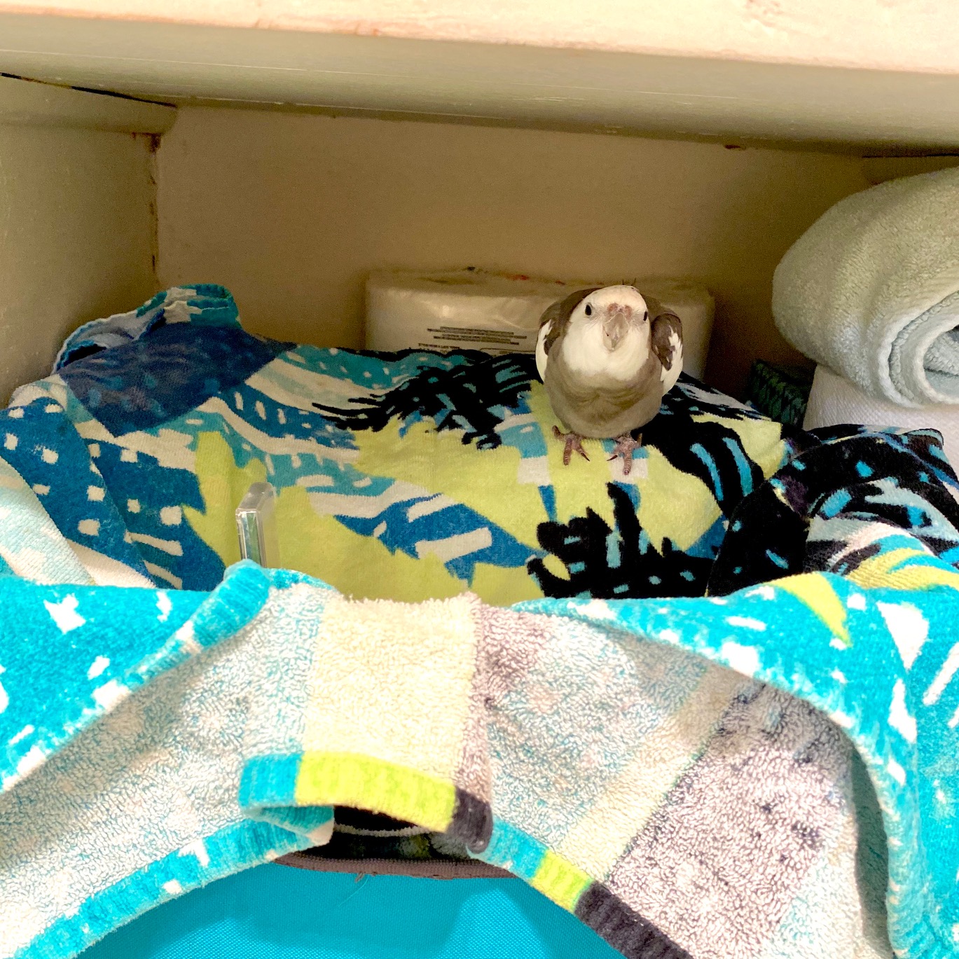 cockatiel nests in towel basket