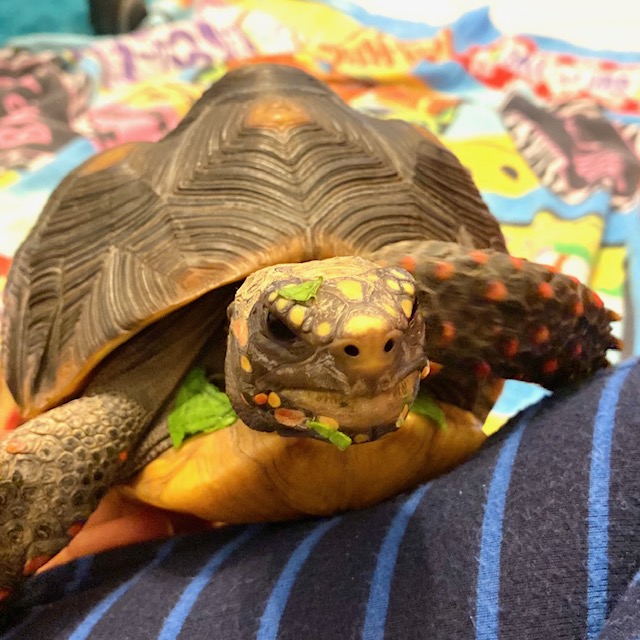 redfoot tortoise wearing her green snacks
