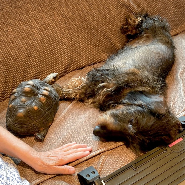 tortoise and dachshund best friends