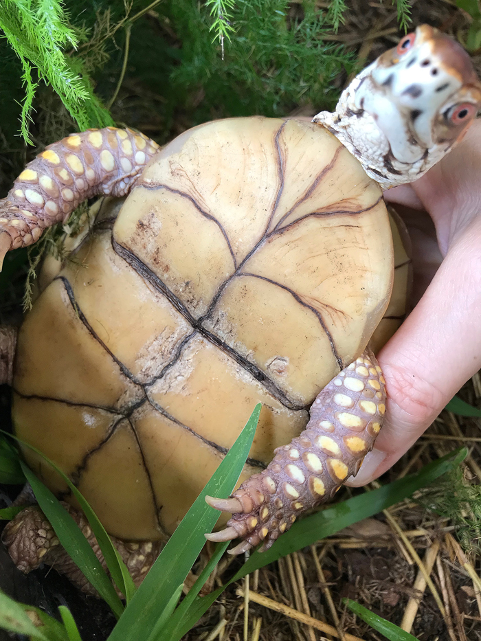 Bruce box turtle shell rot