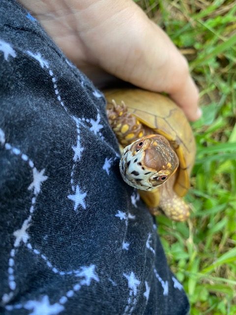 Box turtle climbs rescue mama